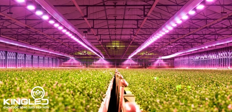 Hệ thống chiếu sáng led giúp các loại cây trồng trái vụ hấp thu được dải ánh sáng tương thích